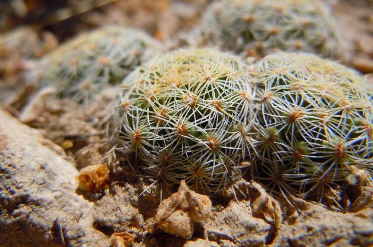 Эскобария (Escobaria)